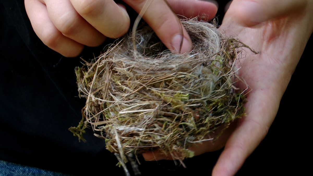 Нашли пустое гнездо. Интересно, чьё оно? 