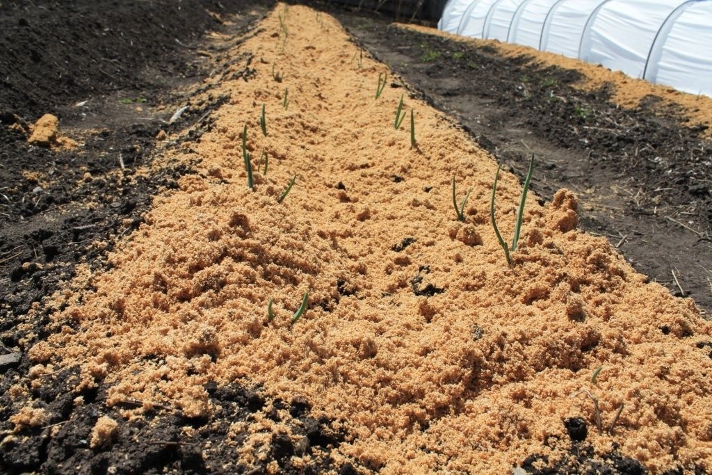 Оставлять ли мульчу на грядках на зиму?