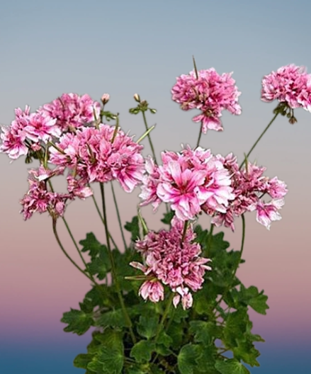 Искрящийся сорт звёздчатой пеларгонии«Пульсар».