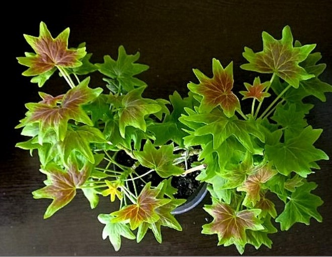 Стеллар Vancouver