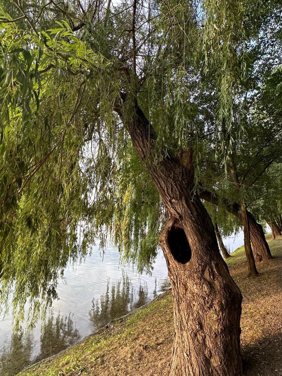 Природа вдохновляет