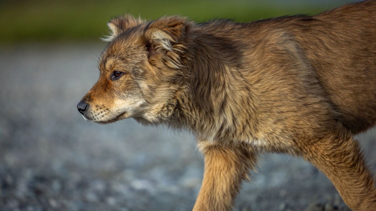    Фото: Федор Воронов / «Ямал-Медиа»