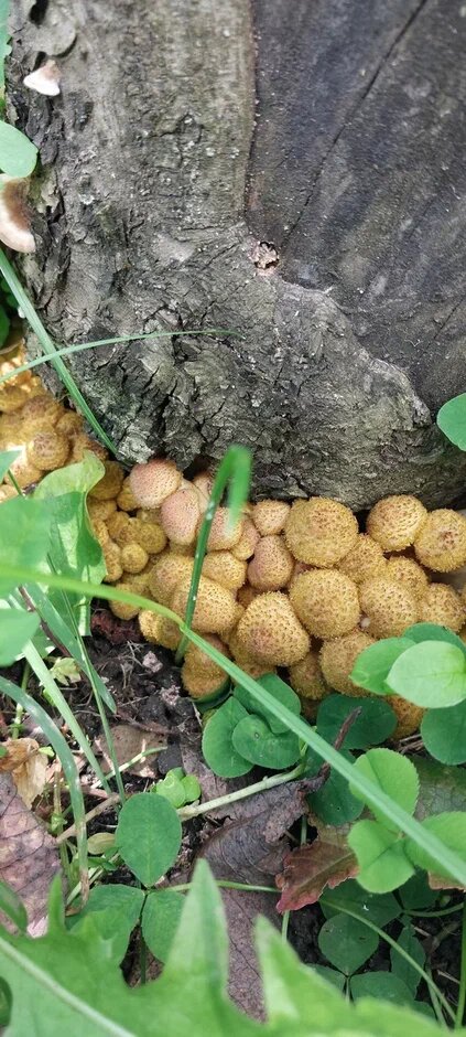 Тот самый пень (из личных архивов)