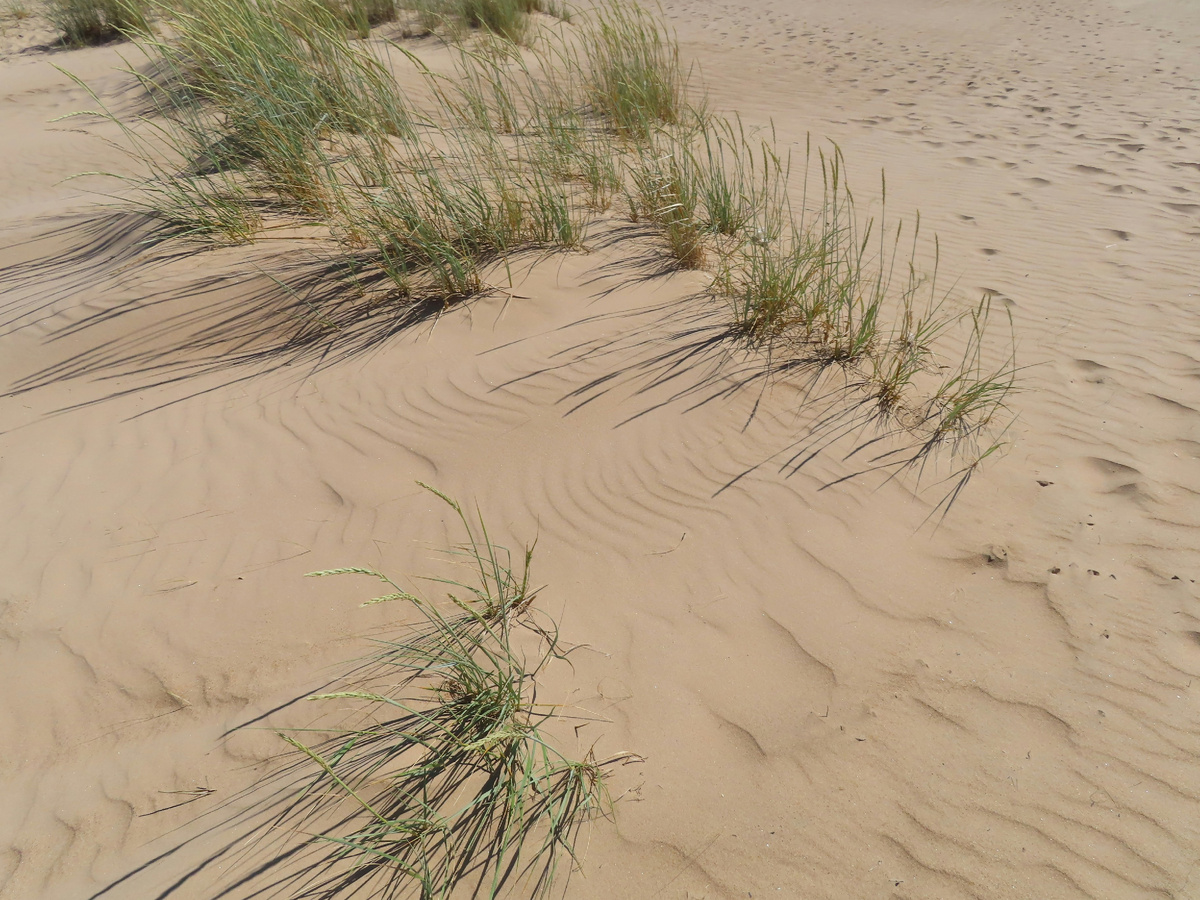 Фото: Лицензия - CC0. Песчаная почва.