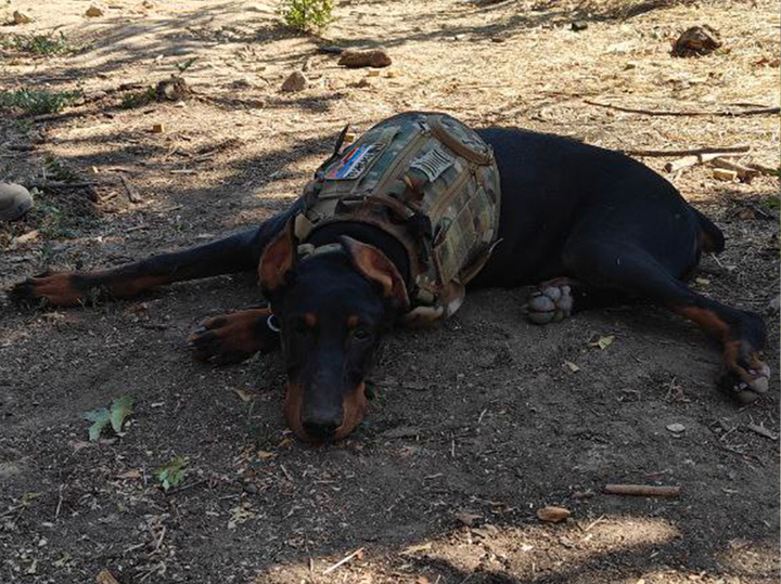 Фото: Лина Корсак
