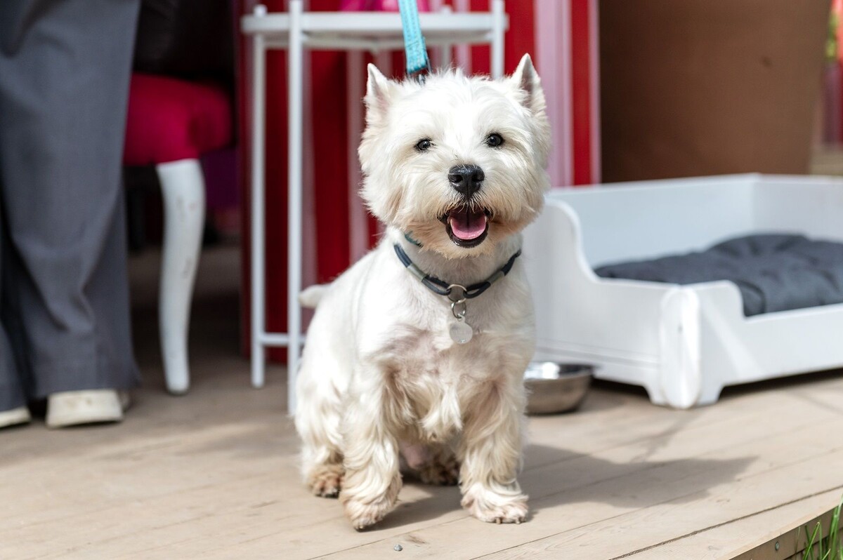    На ВДНХ откроют автокинотеатр