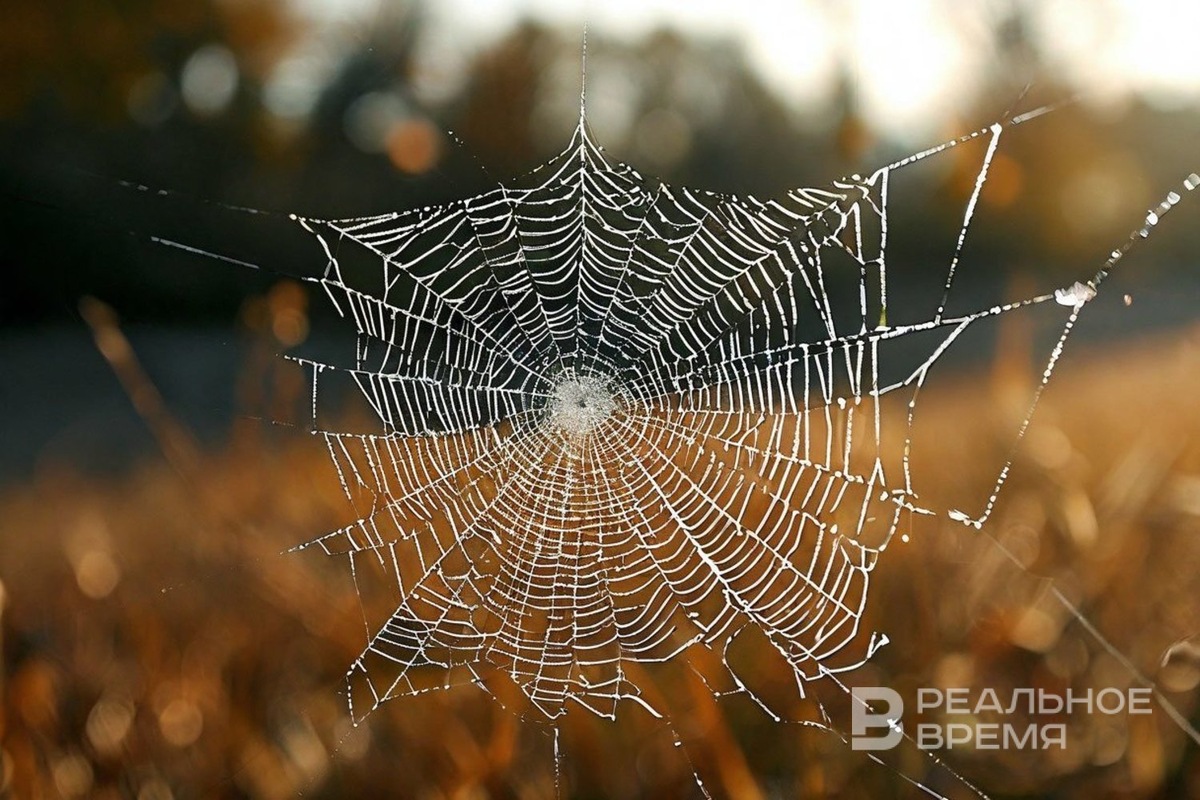   Реальное время / realnoevremya.ru