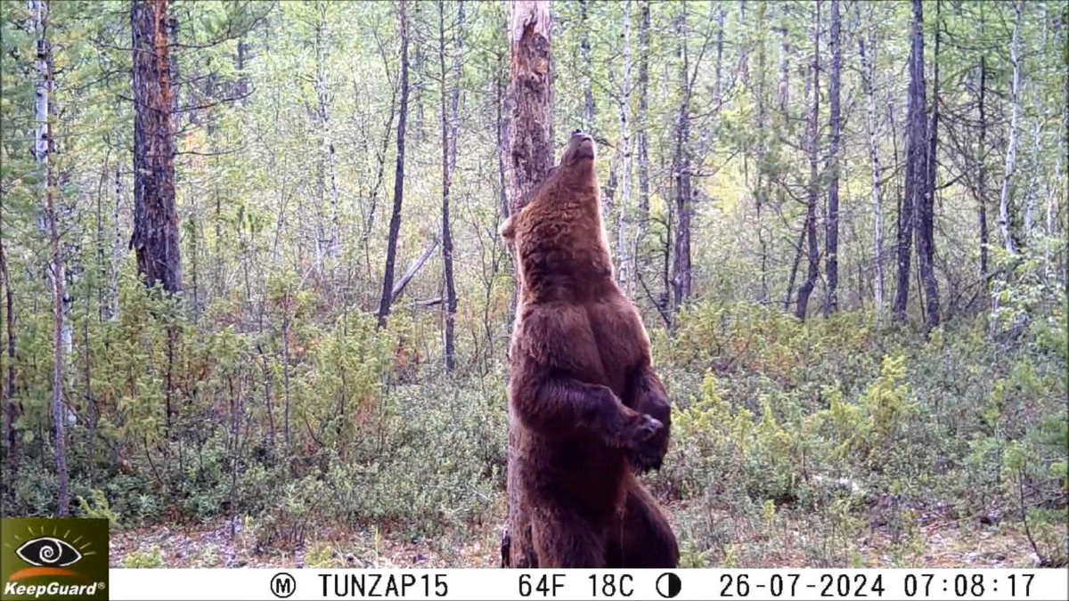    Зверь-парад сняла фотоловушка в заповеднике на севере Красноярского края