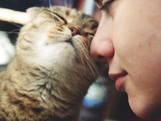 Кошка лезет мордочкой в лицо хозяину. Что стоит за этой привычкой