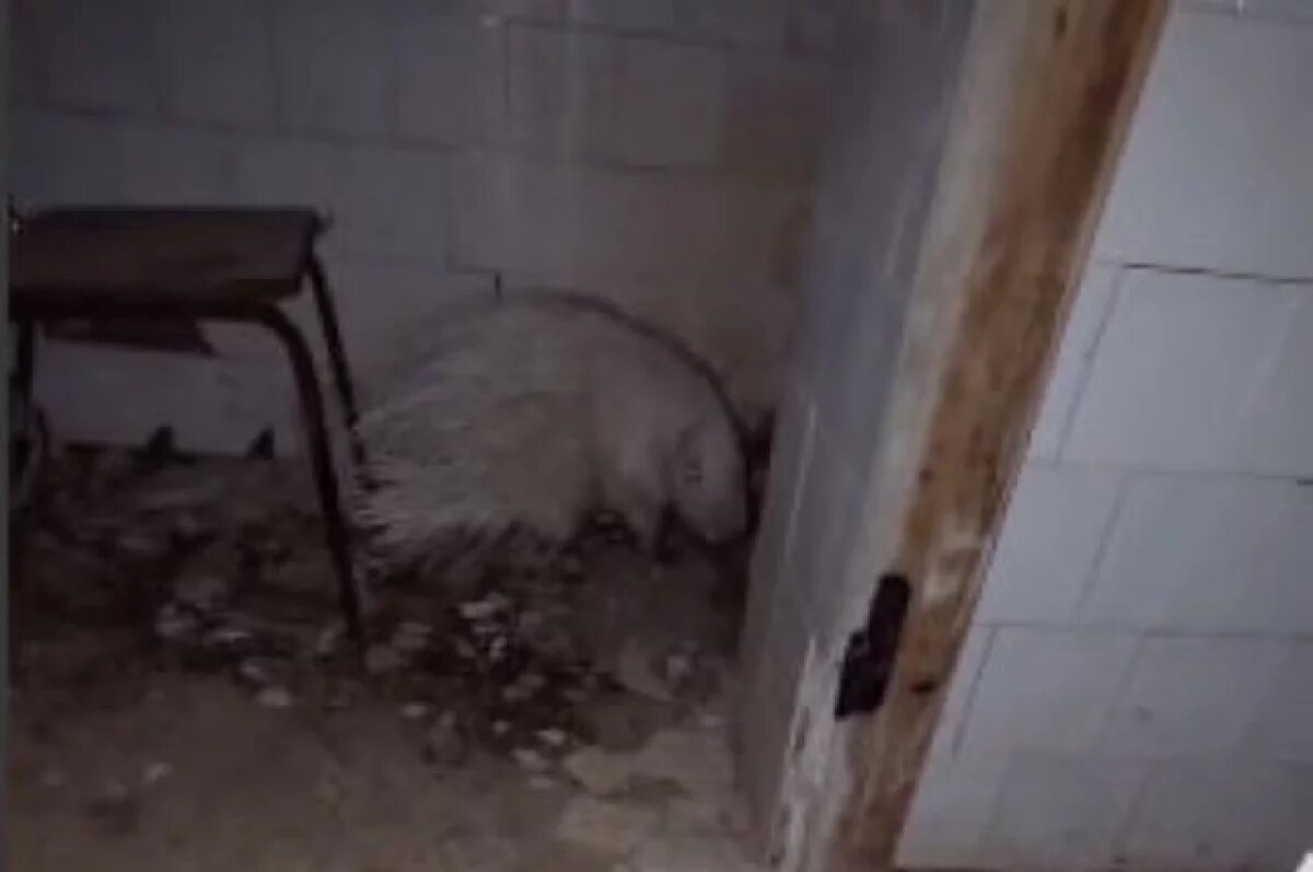    Дикобраза нашли в заброшенном лагере.