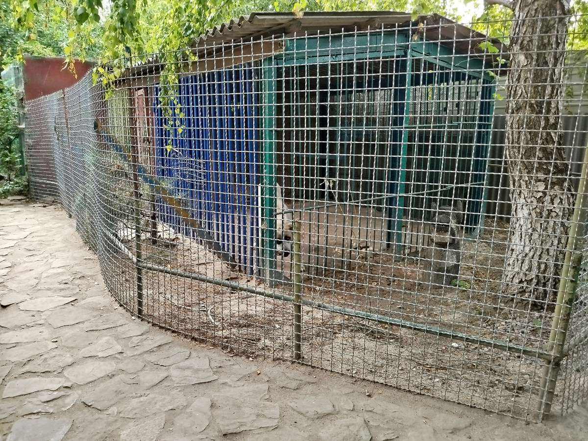 Алабай (среднеазиатская овчарка).