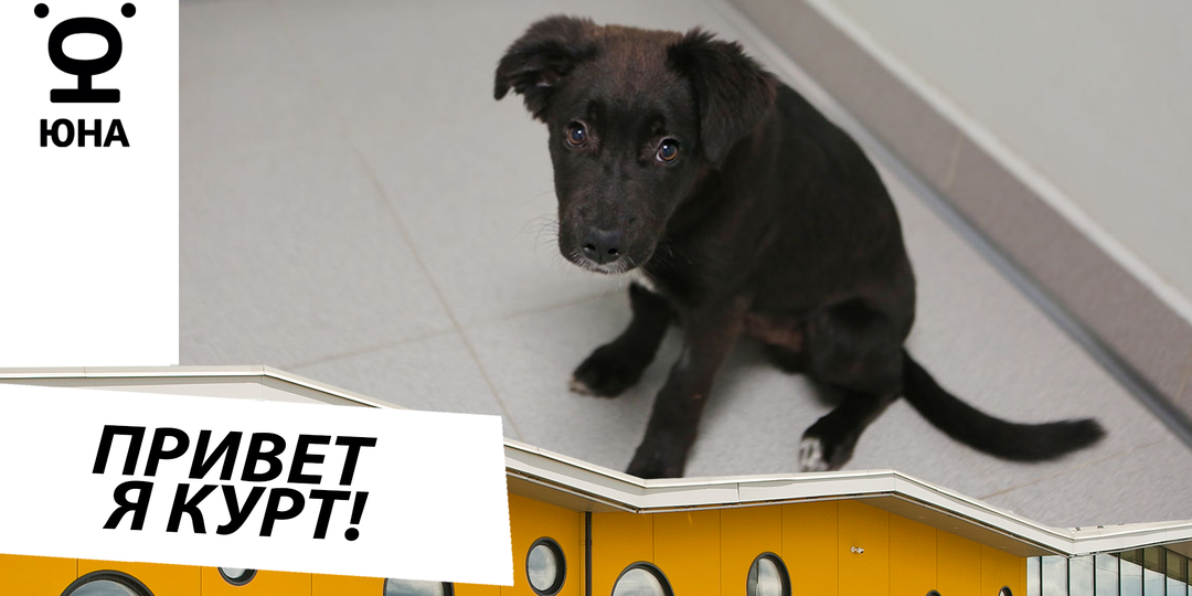 Курт: чёрно-белый щенок, который ищет семью в Москве!