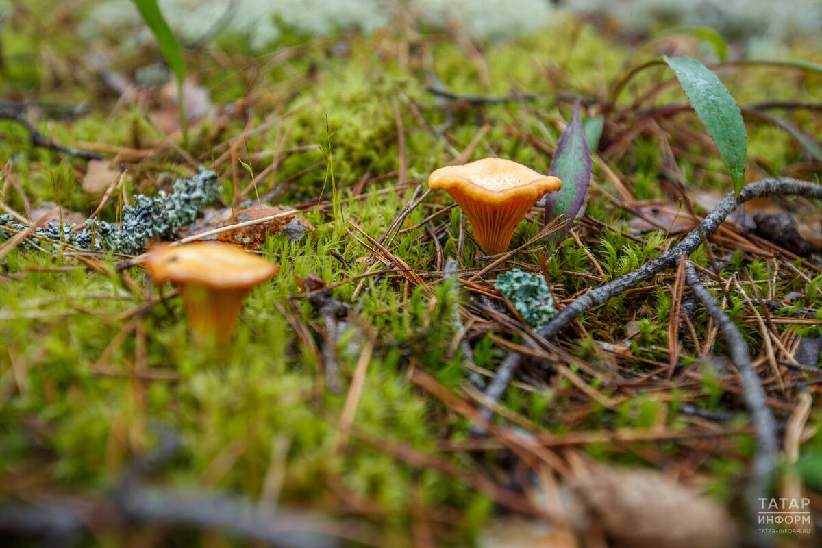 Фото: © Владимир Васильев / «Татар-информ»