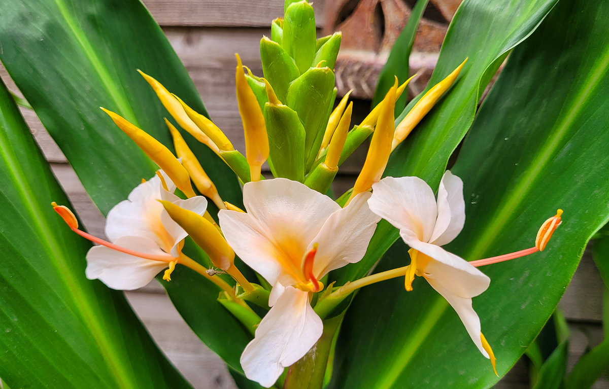 Цветы Гималайской имбирной лилии. Фото автора.