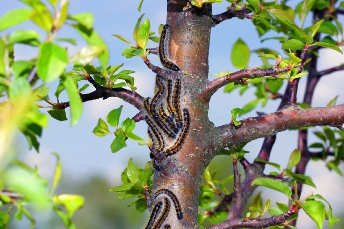    Агроном Михайлова: боярышница способна погубить садовые деревья
