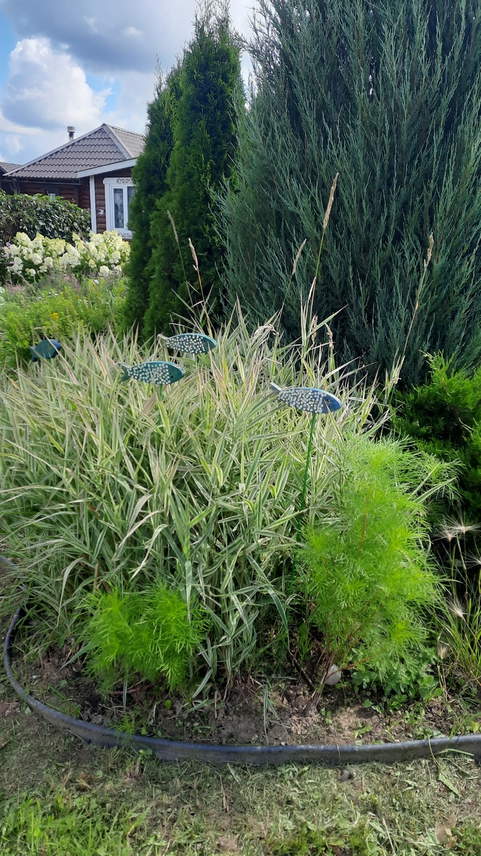 Когда колышется, трава фалярис, от ветра , то кажется, что это морское дно. Космеи так же очень похожи на изумрудные водоросли. 