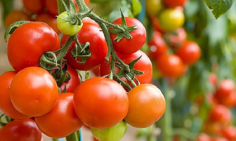 Корейские маринованные помидоры: быстрый салат и закуска за минимум времени