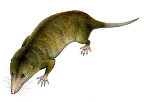 Так возможно выглядела дельсатия.