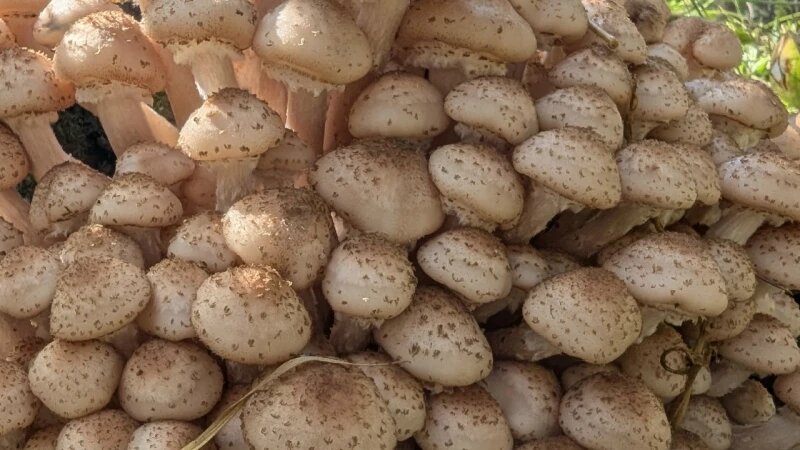     Улов грибников Сообщество «Грибы и Грибники»