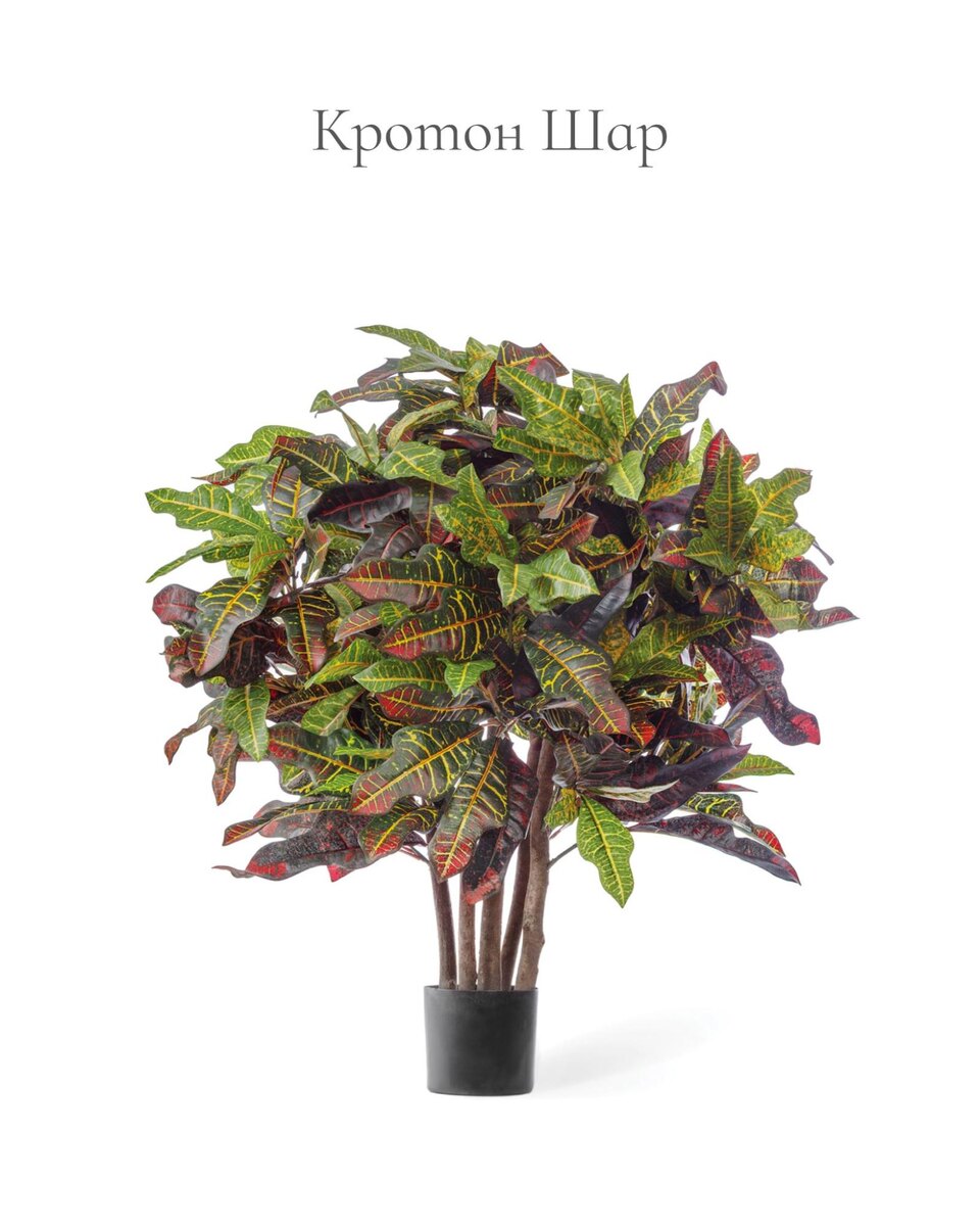 Растения TREEZ Collection