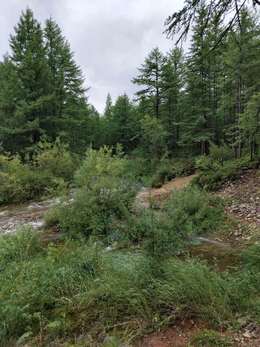 Извилина горной реки в лесу