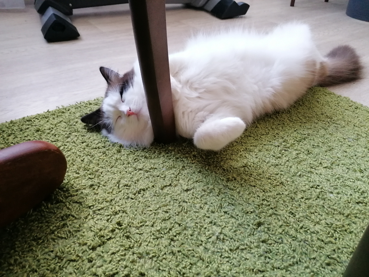 "киска спит, она устала"