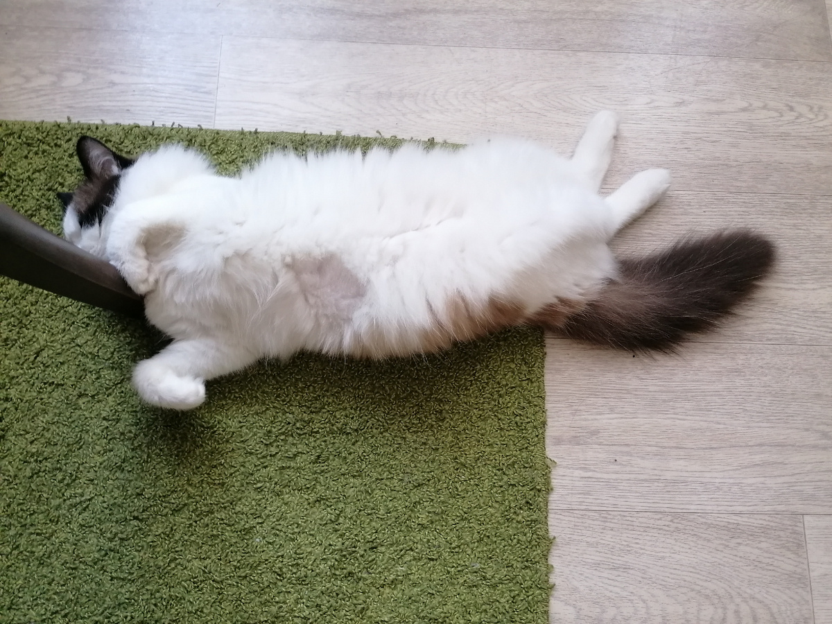 Наш котик Сэйфи