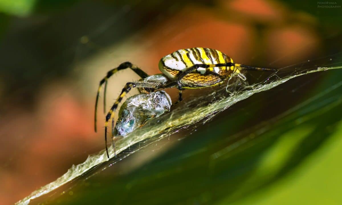    Аргиопа Брюнниха / © Анжелика Тараненко, Russian Traveler