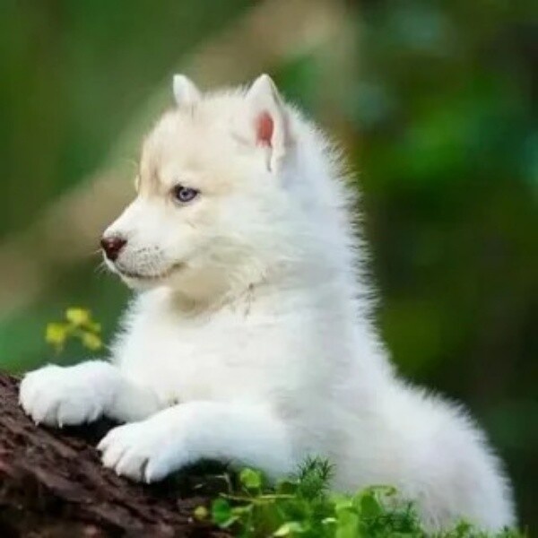 Фото из Яндекса