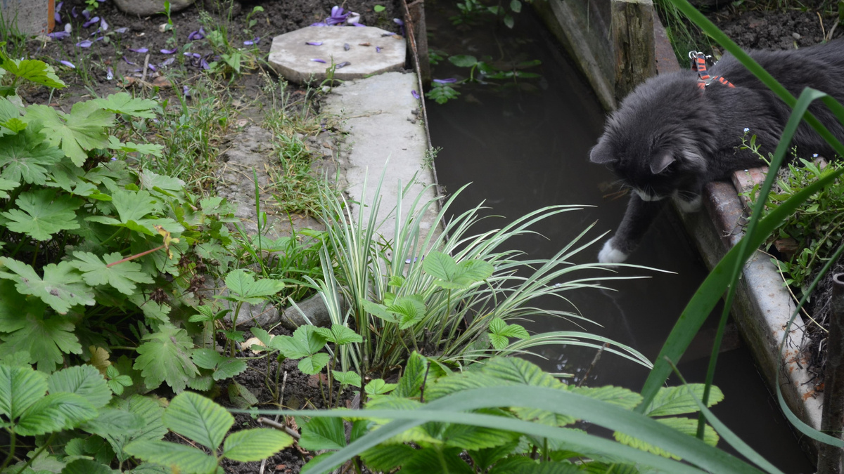 2015 год. Наш ручей полный воды, берега ещё не забетонированы.