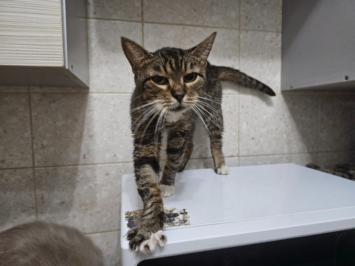 Фото автора. Маргоша болеет фип. Её когда то хозяева выбросили с 7 этажа. Она слепая.