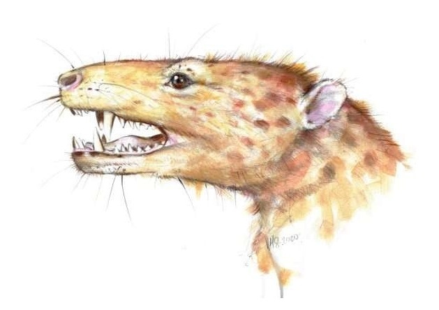 Калааллиткигун, портретная реставрация.