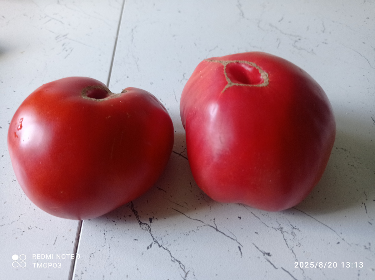 две легенды дома