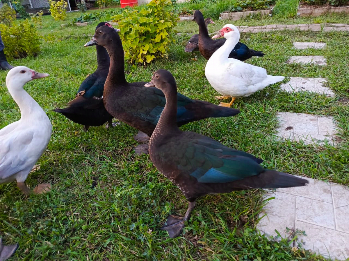 Утятки уже больше мамки)