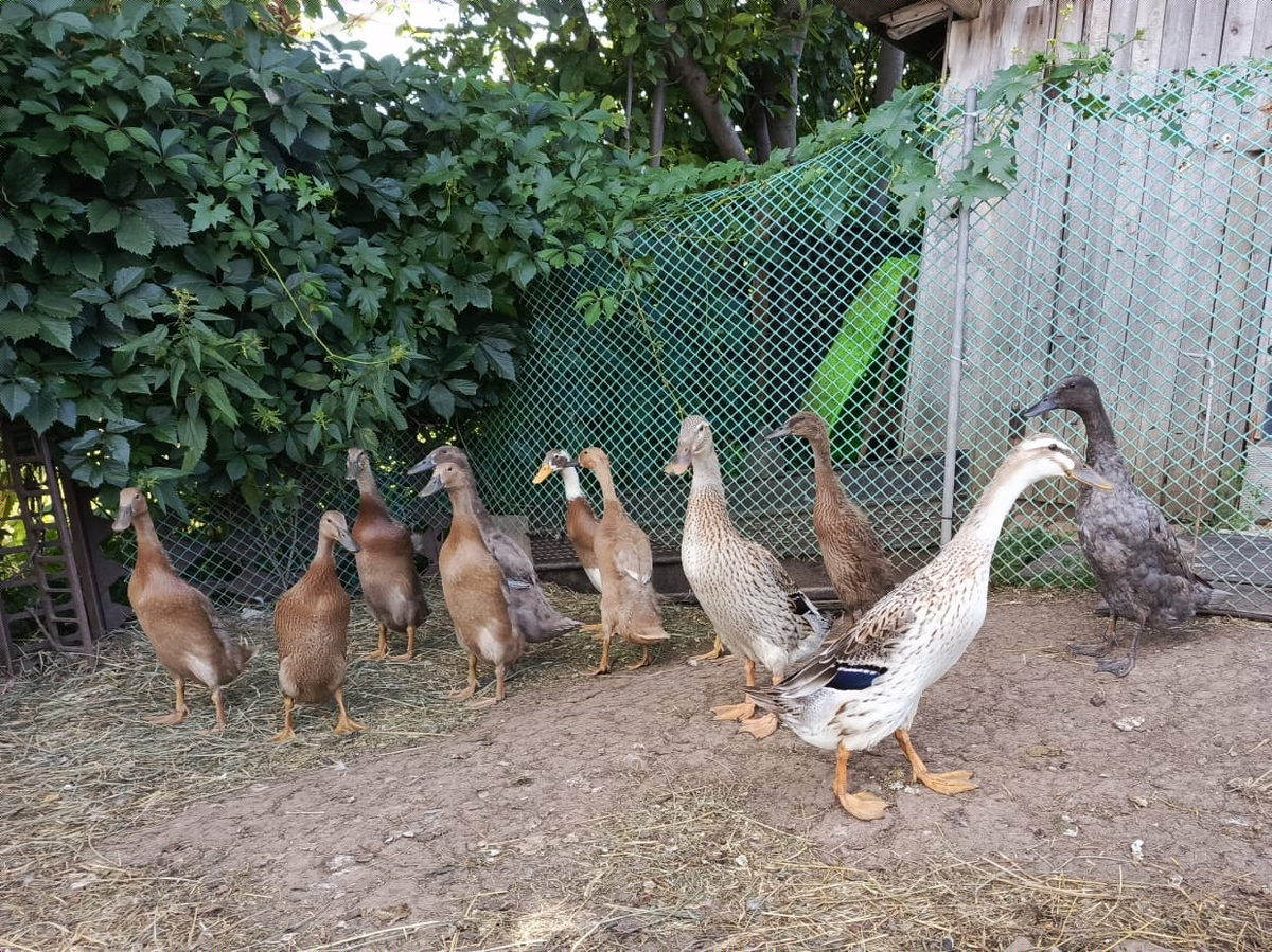 Слились в одну стаю  -  апрельские, июньские и мамка)