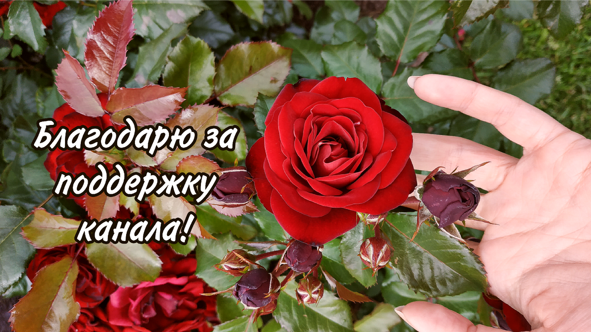 Не забывайте делиться в комментариях результатами прохождения теста, подписываться на канал и ставить 👍