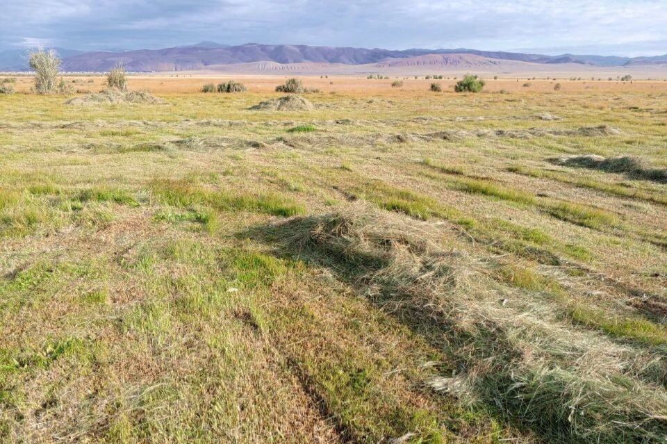    Завершение сенокоса в Кош-Агачском районе Республики Алтай . Источник: Эркин Тадыров / t.me/sailugem