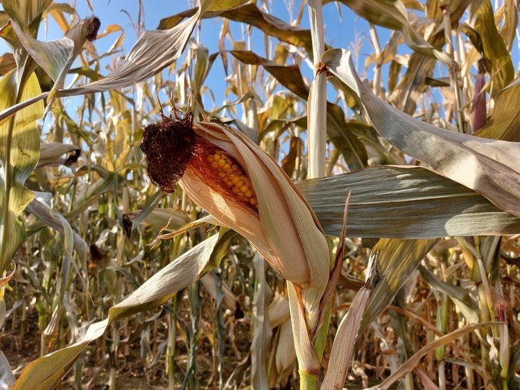    Фото: Минсельхоз Иркутской области