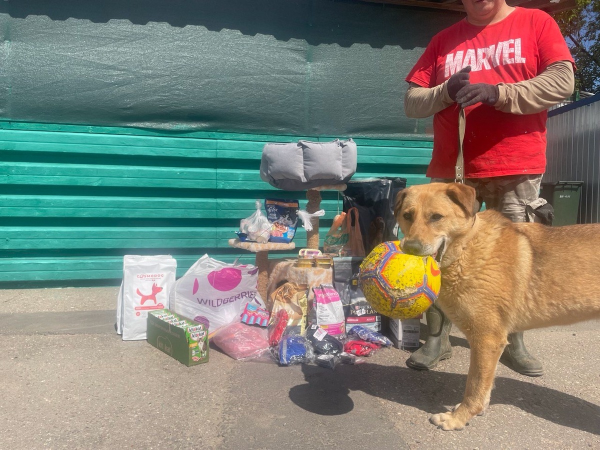 Самые неожиданные вещи могут оказаться полезными для животных в приютах!
