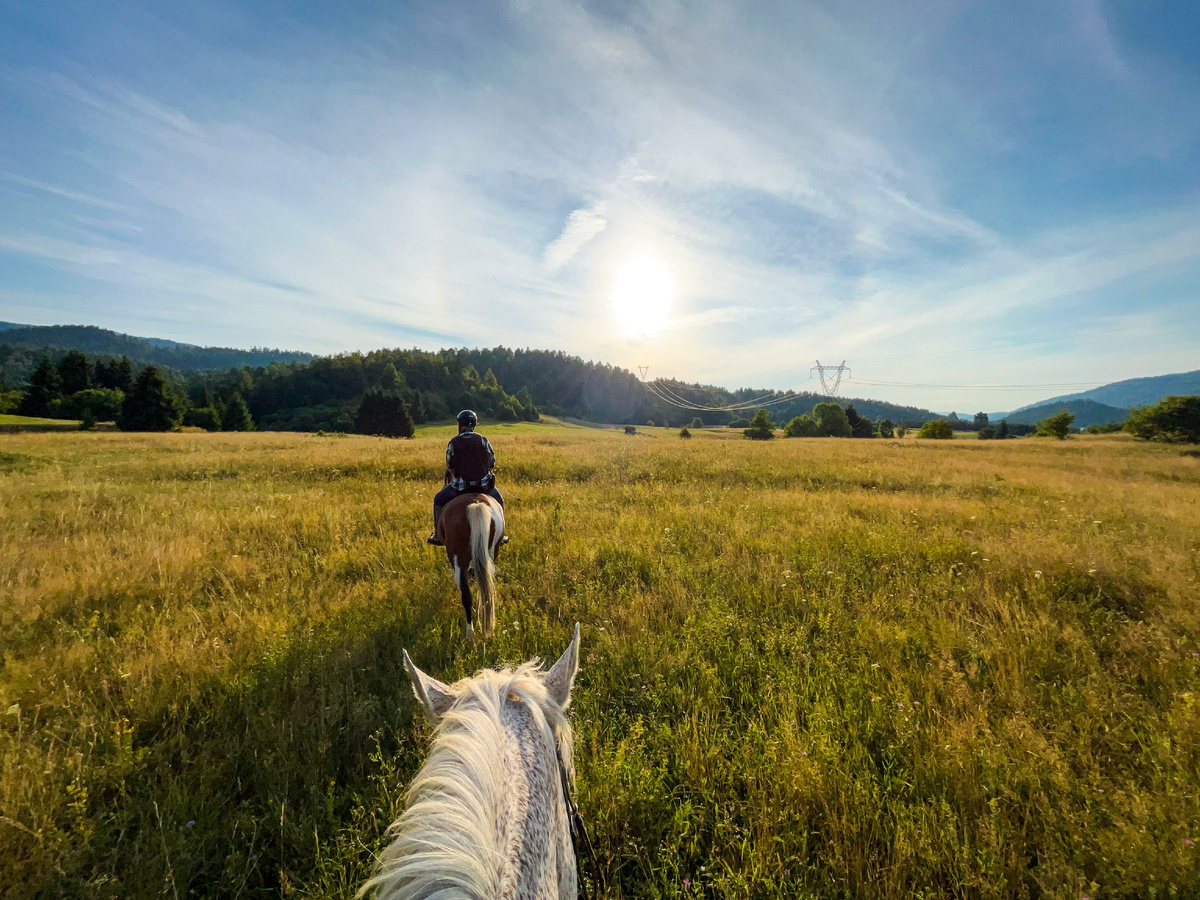 Прогулка в седле подарит вам незабываемые эмоции. Источник фото: shutterstock.com
