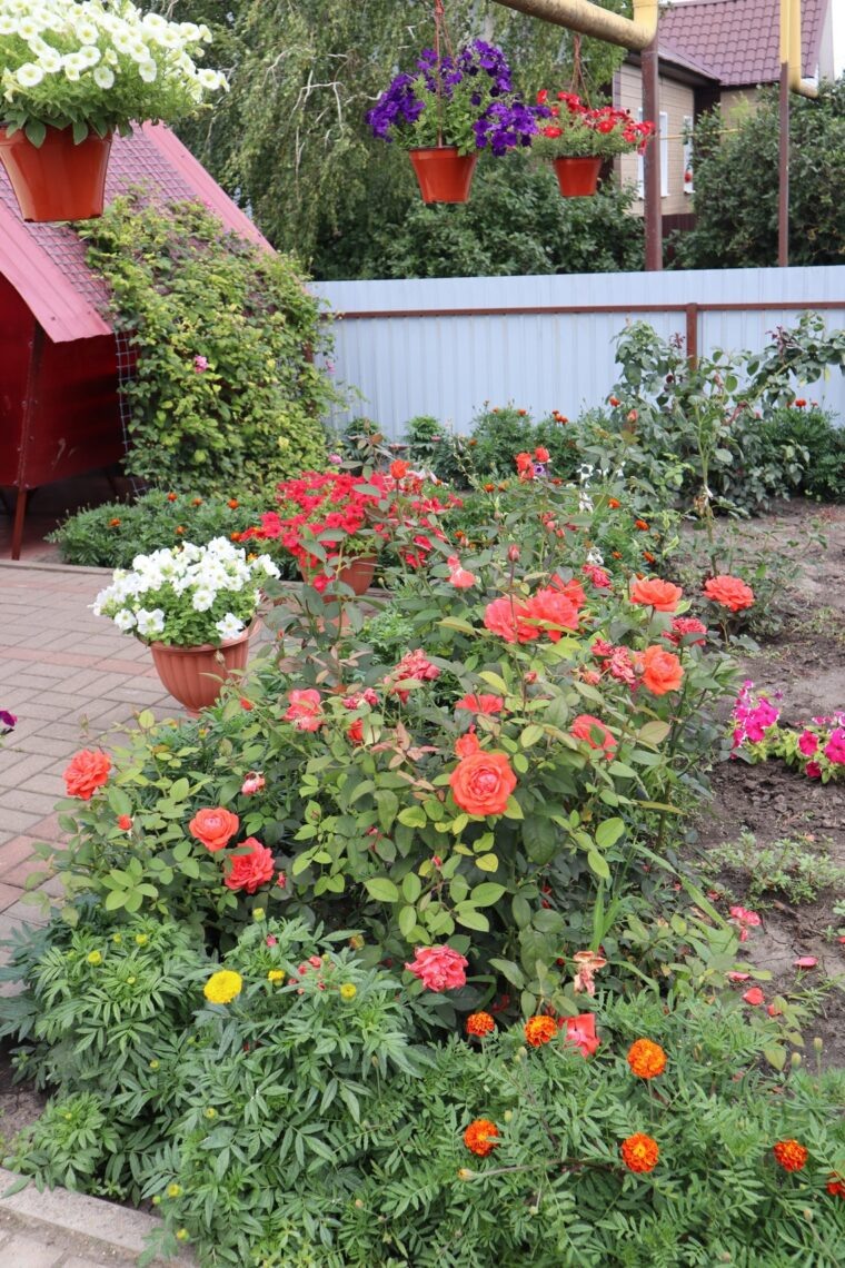 Каждый уголок в палисаднике Гаршиных занят цветущими с весны до поздней осени растениями.