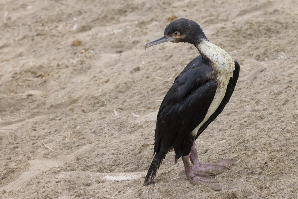 Баклан Бугенвиля, фото stanlilley