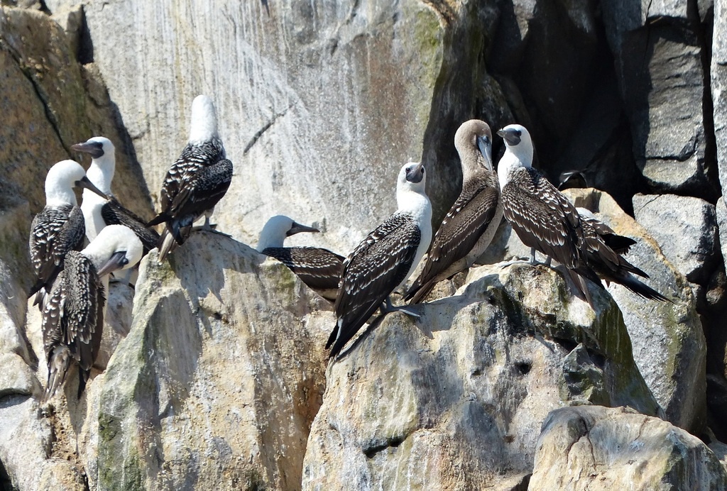 Перуанские олуши, фото Carlos Schmidtutz