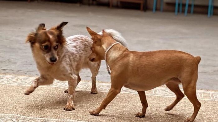 Олеся Буйко