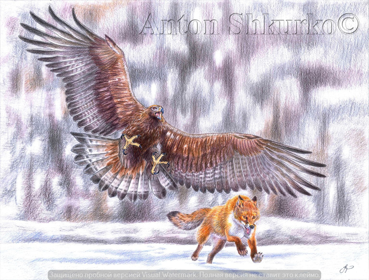 «Беги лис !» Графика. Цветной карандаш, бумага. Размер оригинала 425х550мм.