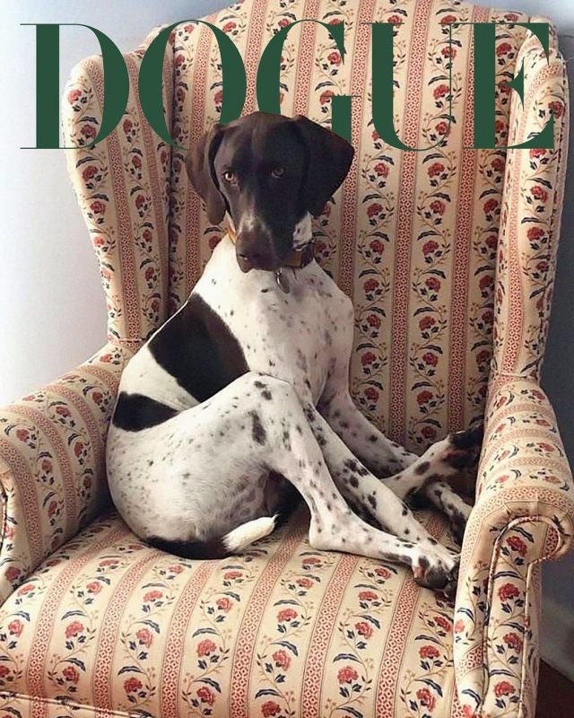    Танго. Фото: социальные сети