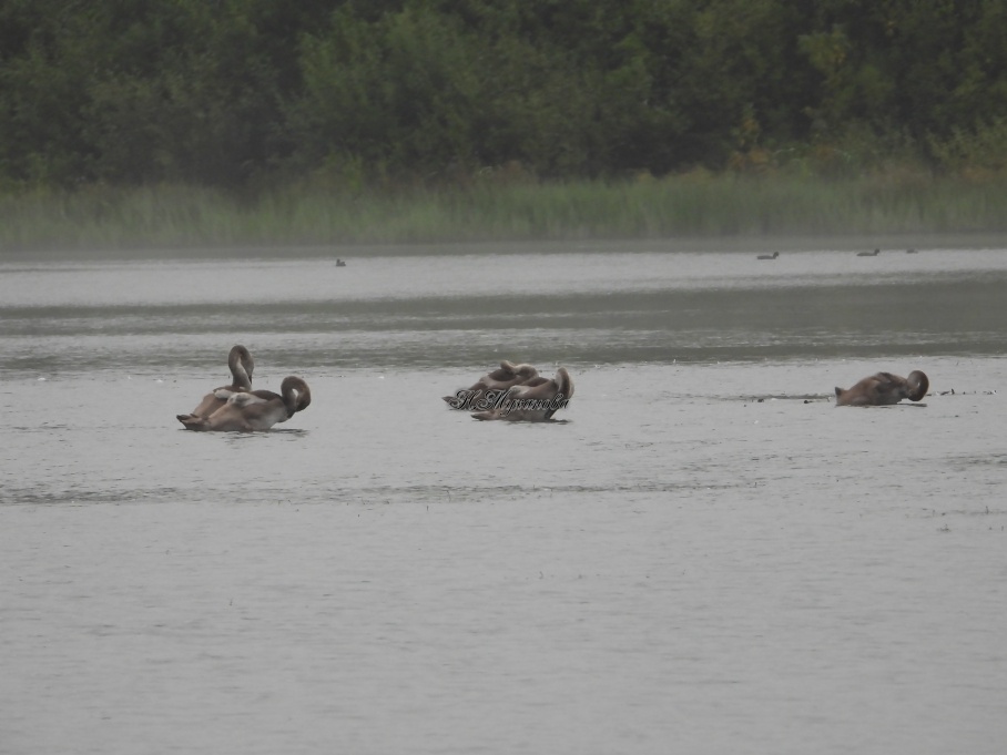 Лебедята  ранним утром
