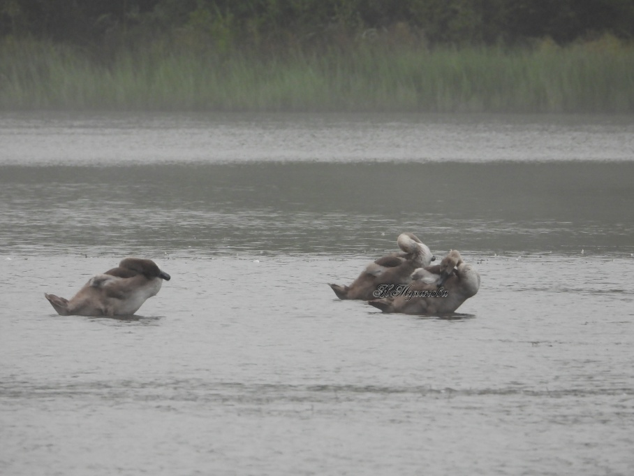 Лебедята приводят свое оперение в порядок