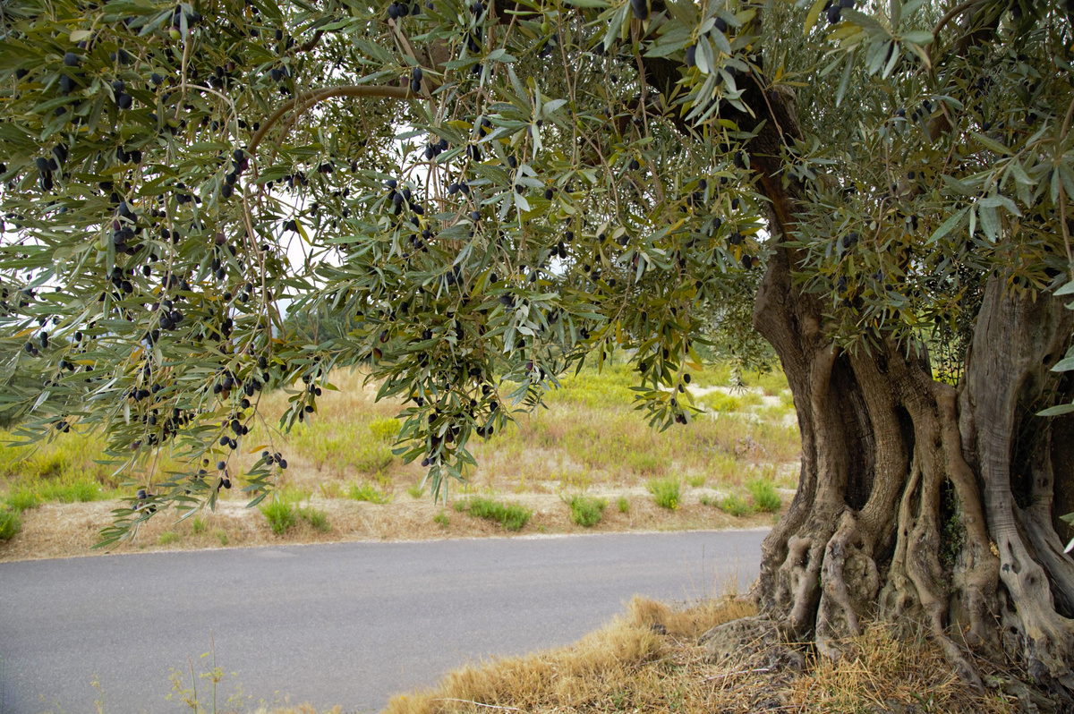 Священная олива Екатерина Лебедева художник