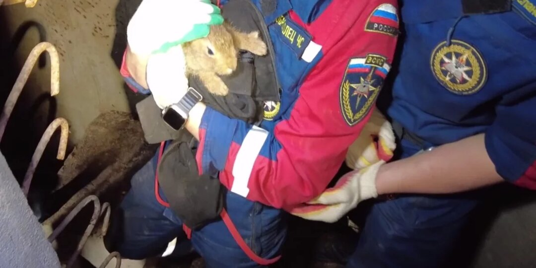 Поисковики спасли зайчонка из старого ДОТа в Себежском укрепрайоне